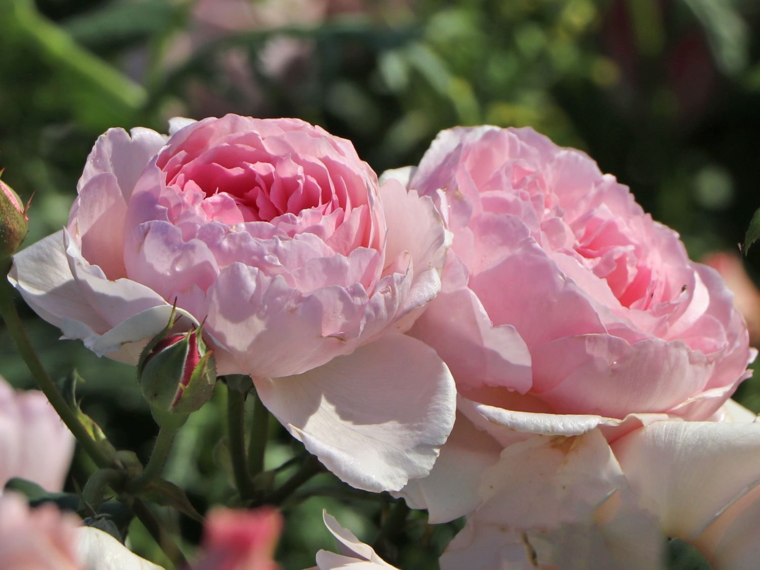 Strauchrose 'The Ancient Mariner' - Rosa 'The Ancient Mariner'