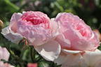 Strauchrose 'The Ancient Mariner' - Rosa 'The Ancient Mariner'