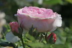 Strauchrose 'The Ancient Mariner' - Rosa 'The Ancient Mariner'