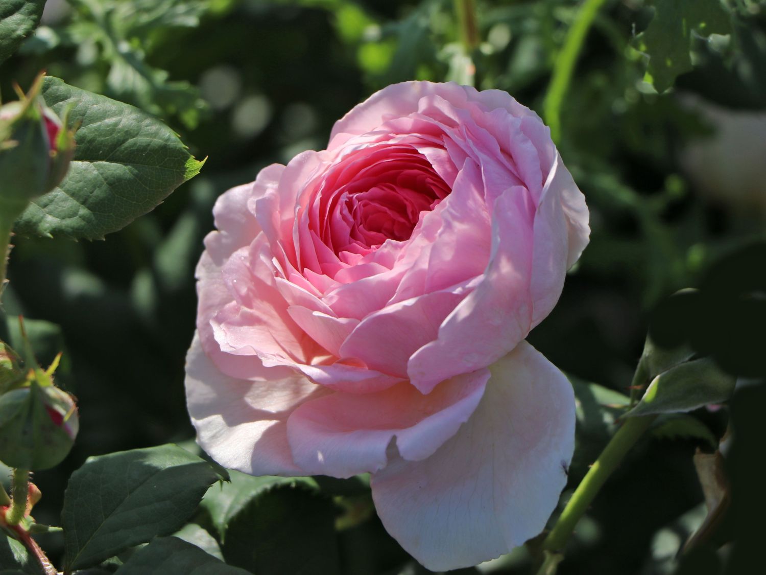 Strauchrose 'The Ancient Mariner' - Rosa 'The Ancient Mariner'