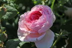 Strauchrose 'The Ancient Mariner' - Rosa 'The Ancient Mariner'