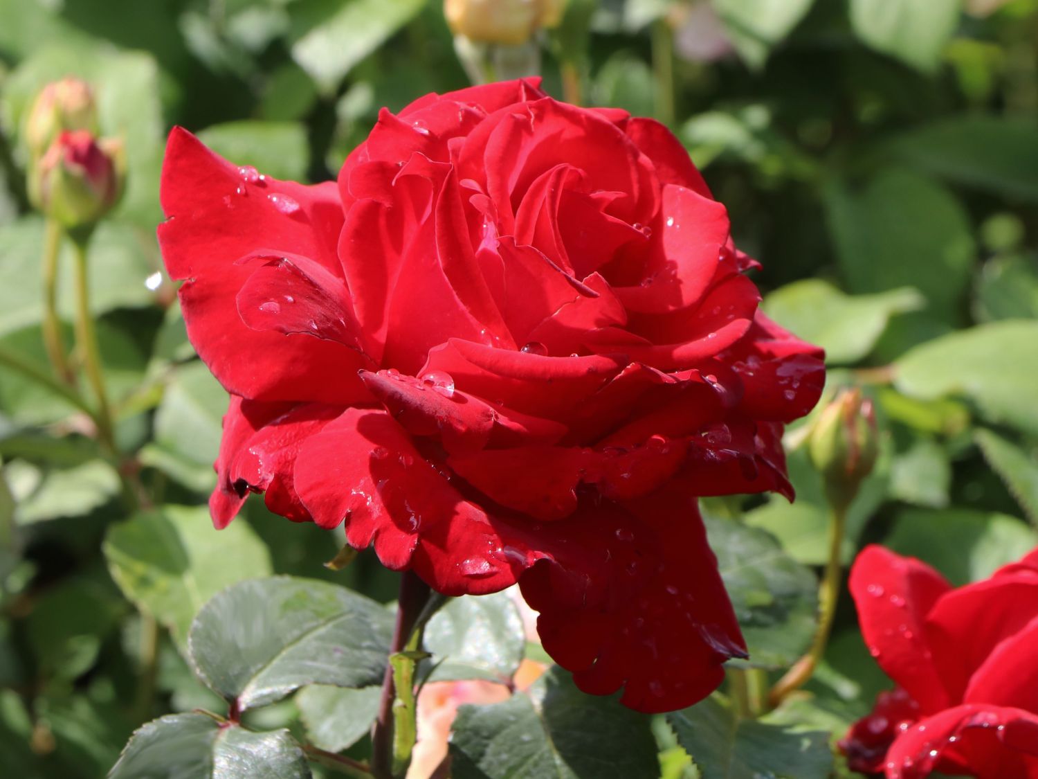 Strauchrose 'Ulmer Münster' ®