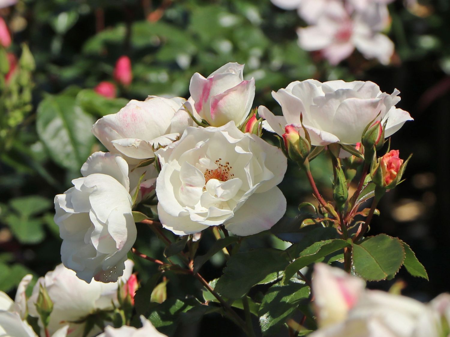 Strauchrose 'Weiße Wolke' ®
