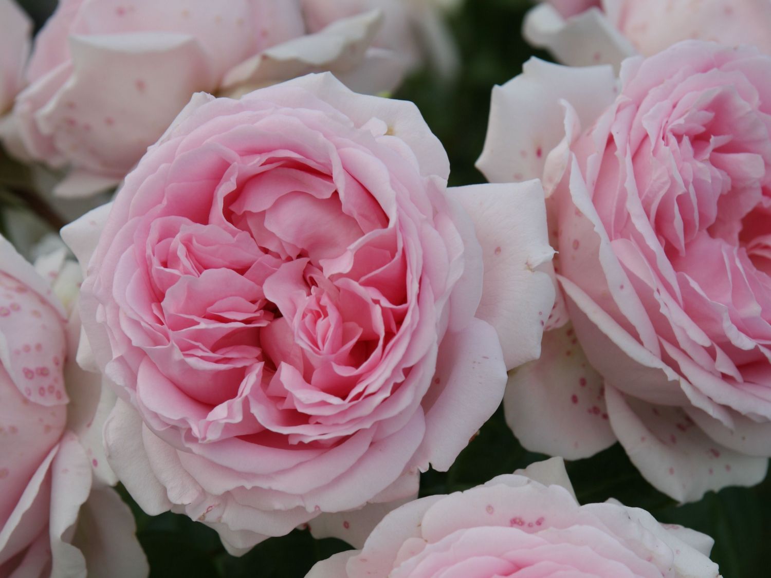 Strauchrose 'Wellenspiel' ® - Rosa 'Wellenspiel' ®