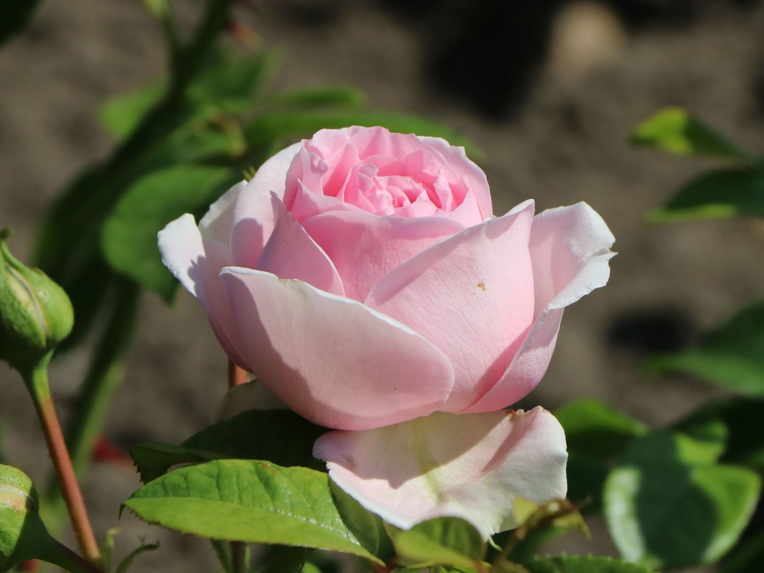 Strauchrose 'Wellenspiel' ® - Rosa 'Wellenspiel' ®