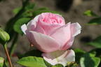 Strauchrose 'Wellenspiel' ® - Rosa 'Wellenspiel' ®
