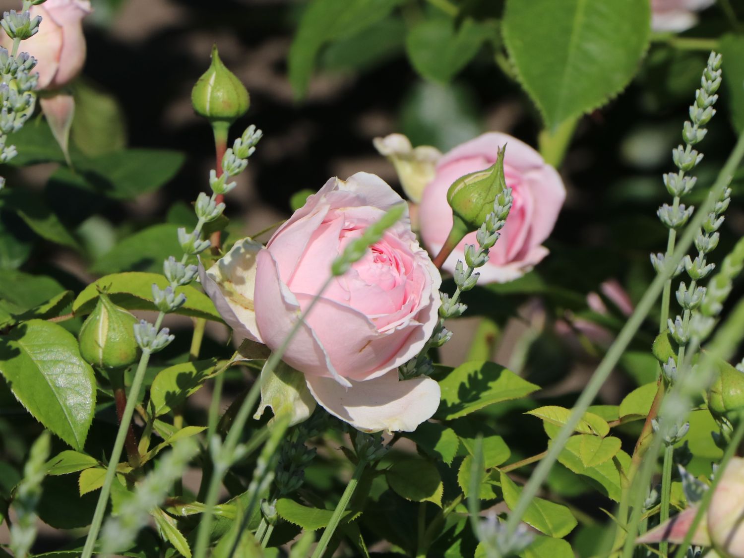 Strauchrose 'Wellenspiel' ® - Rosa 'Wellenspiel' ®