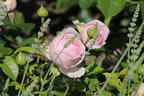 Strauchrose 'Wellenspiel' ® - Rosa 'Wellenspiel' ®