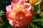 Strauchrose 'Westerland' ® - Rosa 'Westerland' ®