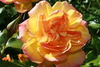 Strauchrose 'Westerland' ® - Rosa 'Westerland' ®