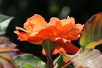 Strauchrose 'Westerland' ® - Rosa 'Westerland' ®