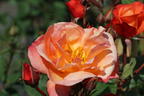 Strauchrose 'Westerland' ® - Rosa 'Westerland' ®