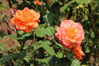 Strauchrose 'Westerland' ® - Rosa 'Westerland' ®