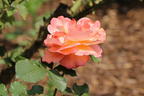 Strauchrose 'Westerland' ® - Rosa 'Westerland' ®