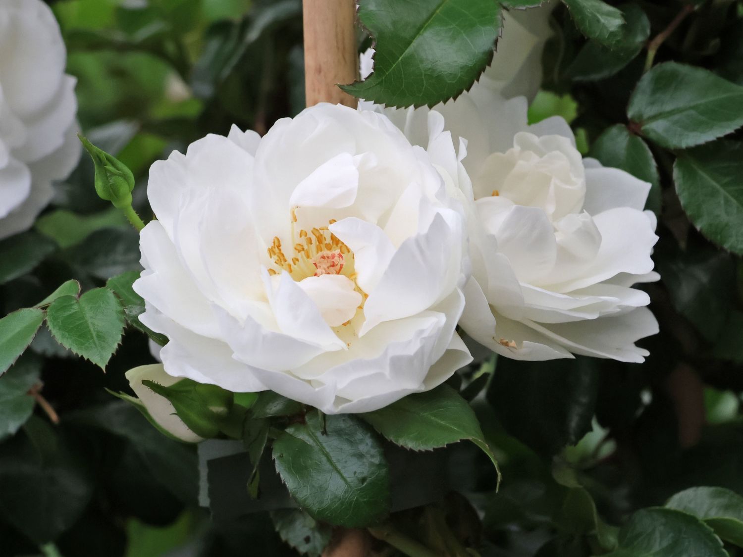 Strauchrose 'White ANGEL' ®
