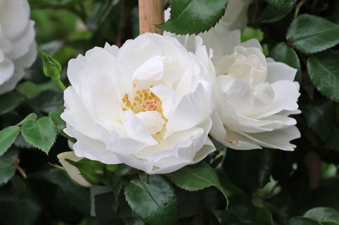 Strauchrose 'White ANGEL' ® - Rosa 'White ANGEL' ® ADR-Rose