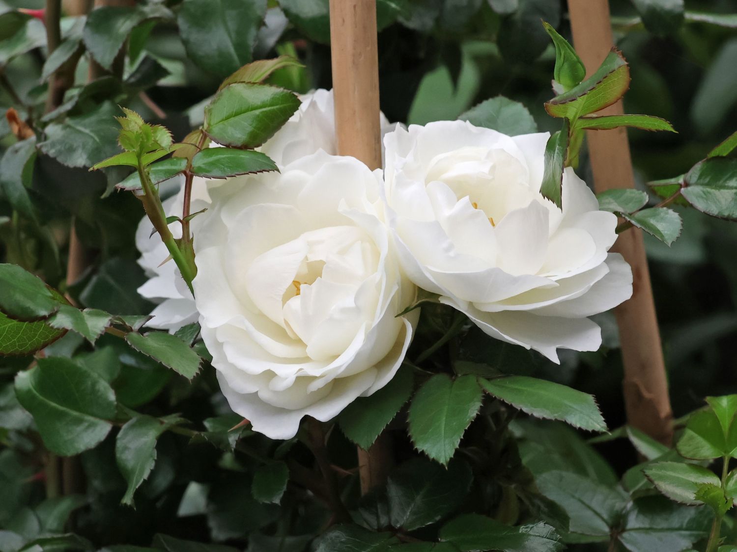 Strauchrose 'White ANGEL' ® - Rosa 'White ANGEL' ® ADR-Rose