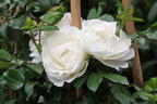Strauchrose 'White ANGEL' ® - Rosa 'White ANGEL' ® ADR-Rose