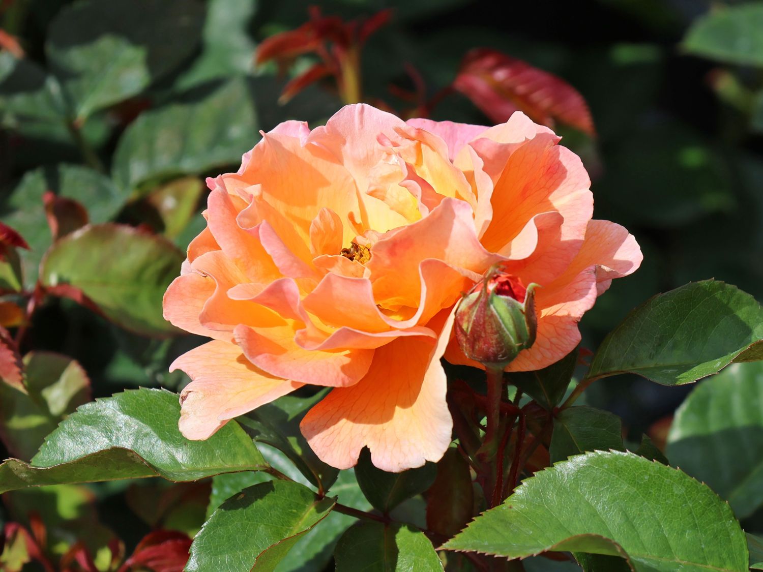 Strauchrose/Beetrose 'Arabia' ®