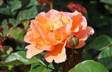 Orange Rosen - Energie und Eleganz für den Garten