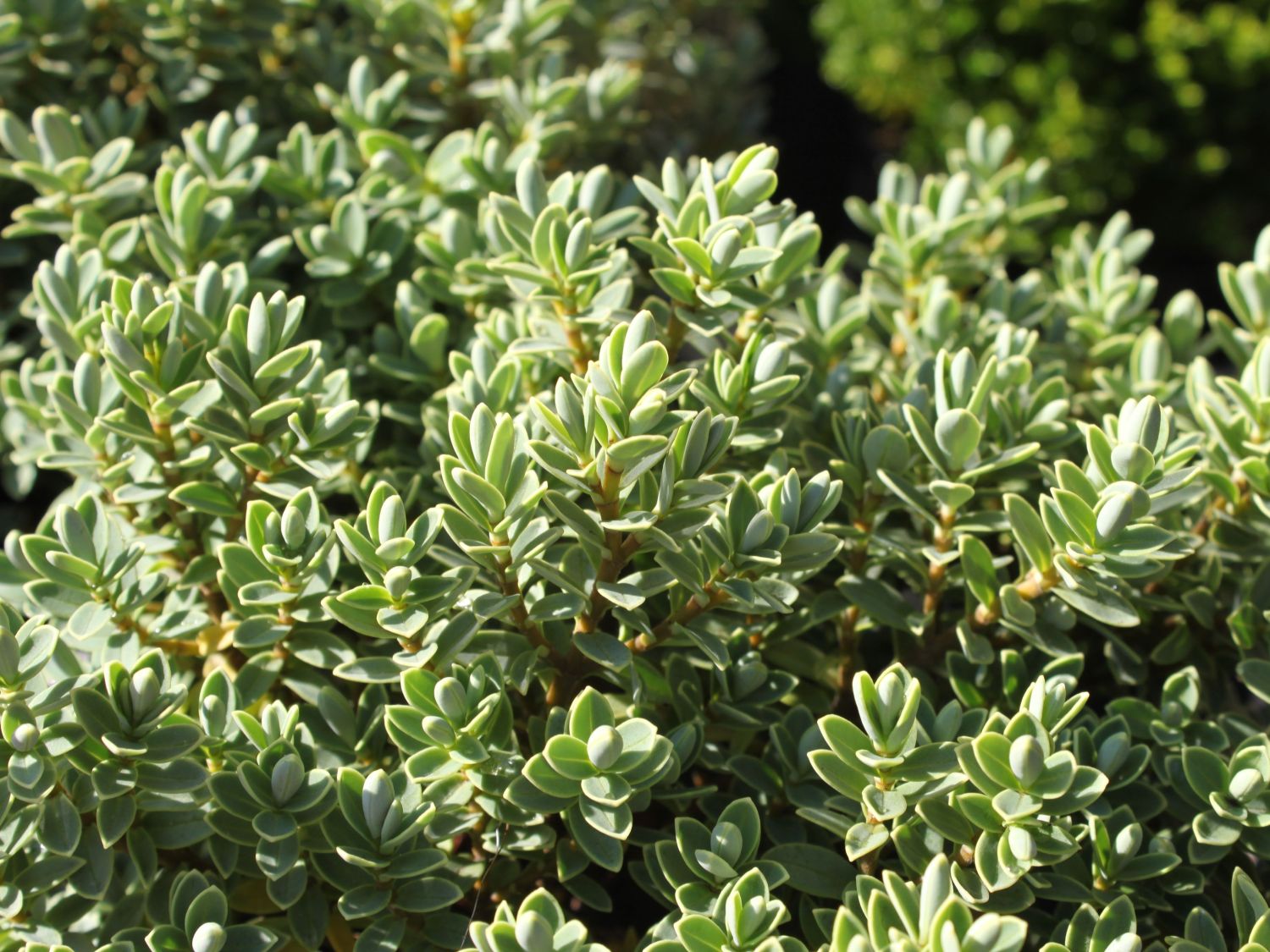 Strauchveronika (Hebe)