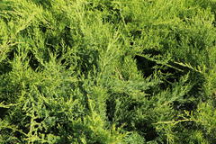 Strauchwacholder 'Mint Julep' / Grüner Strauchwacholder