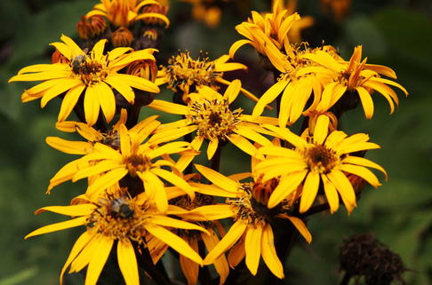 Strauß-Goldkolben 'Desdemona' - Ligularia dentata 'Desdemona'