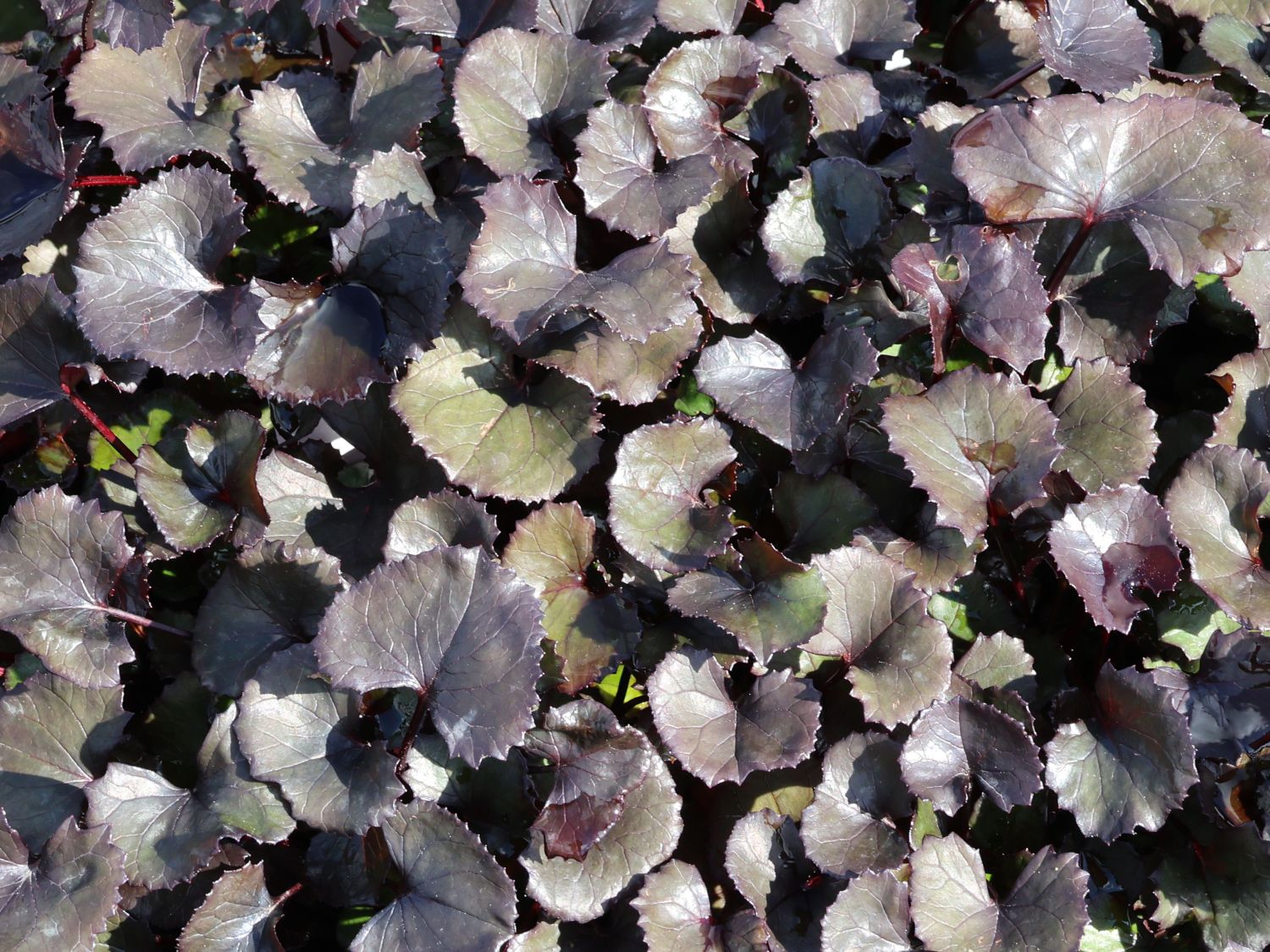 Strauß-Goldkolben 'Pandora'