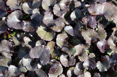 Strauß-Goldkolben 'Pandora' - Ligularia dentata 'Pandora'