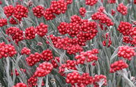 Strohblume 'Red Jewel'