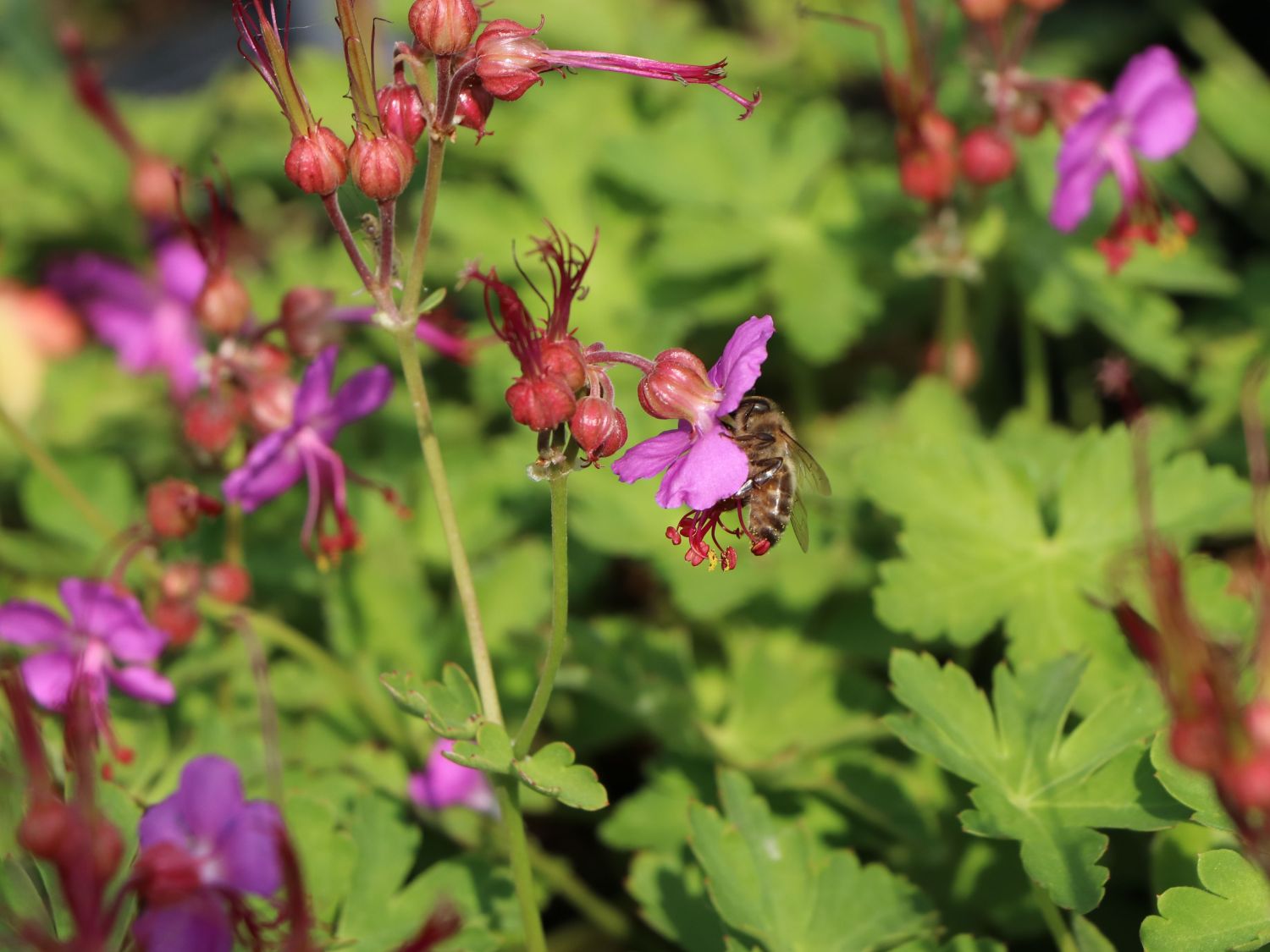 Südeuropäischer Felsen-Storchschnabel 'Olympos'