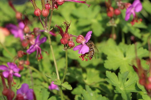 Südeuropäischer Felsen-Storchschnabel 'Olympos' - Geranium macrorrhizum 'Olympos'