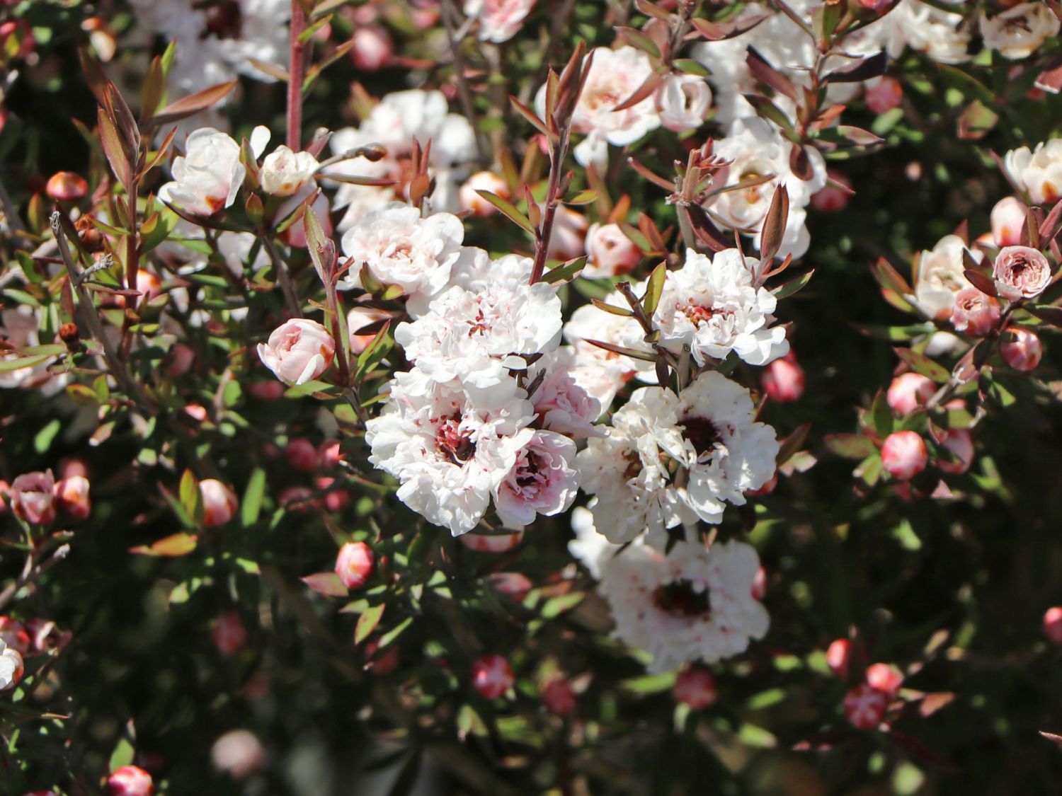 Südseemyrte / Neuseelandmyrte 'Bianco'