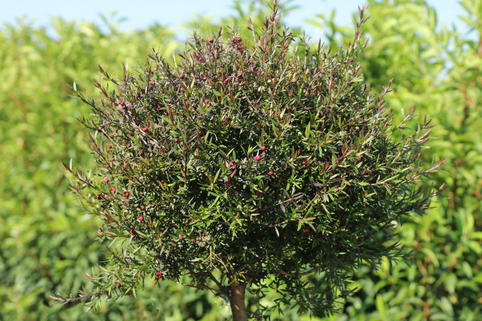 Südseemyrte / Neuseelandmyrte / Manuka 'Rosso' - Leptospermum scoparium 'Rosso'