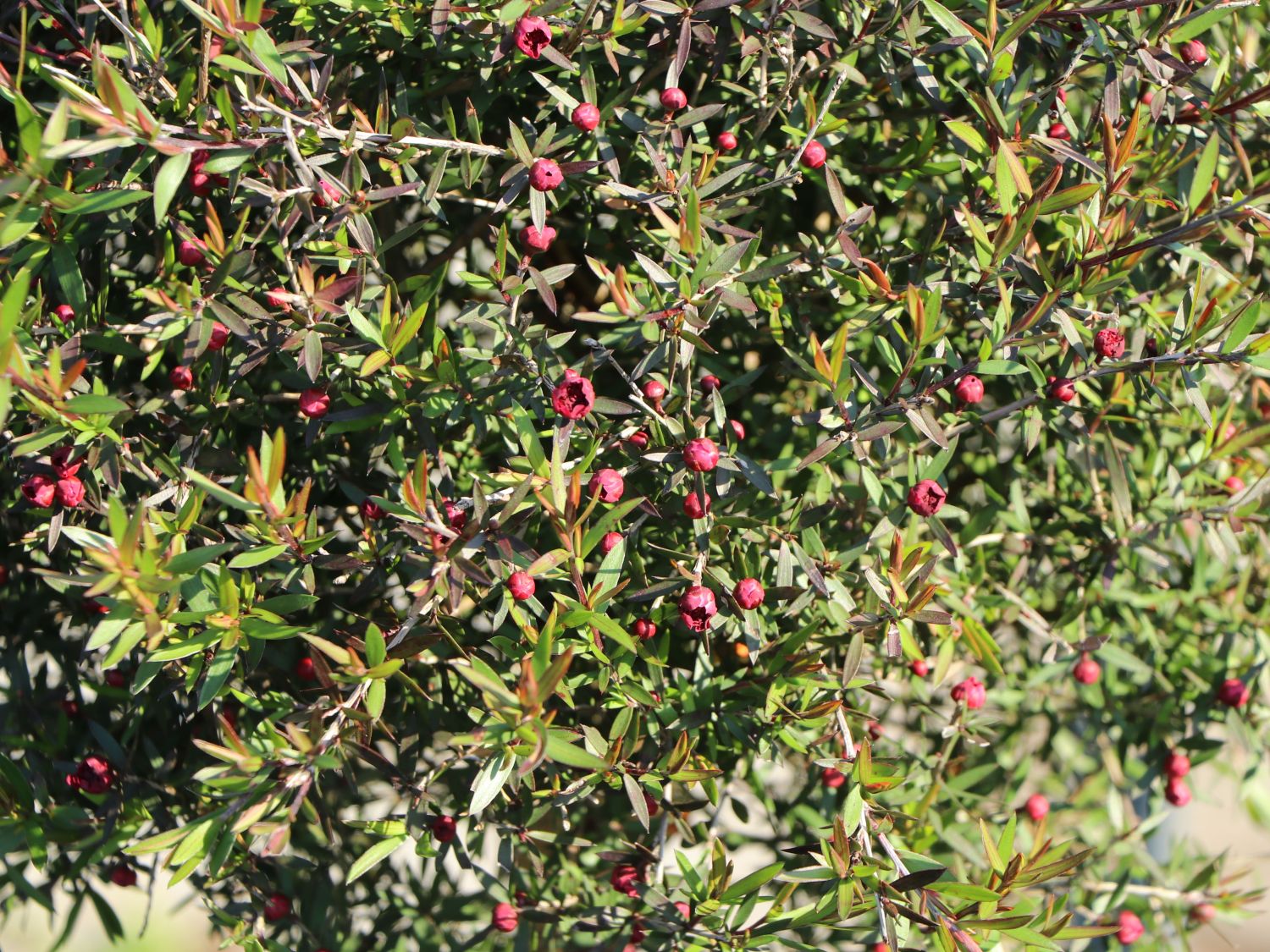 Südseemyrte / Neuseelandmyrte / Manuka 'Rosso' - Leptospermum scoparium 'Rosso'