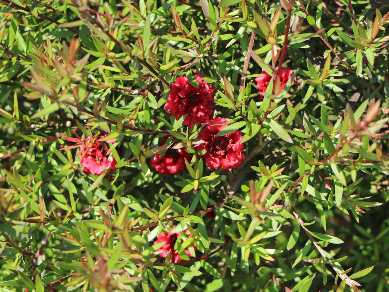 Südseemyrte / Neuseelandmyrte / Manuka 'Rosso' - Leptospermum scoparium 'Rosso'