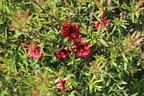 Südseemyrte / Neuseelandmyrte / Manuka 'Rosso' - Leptospermum scoparium 'Rosso'
