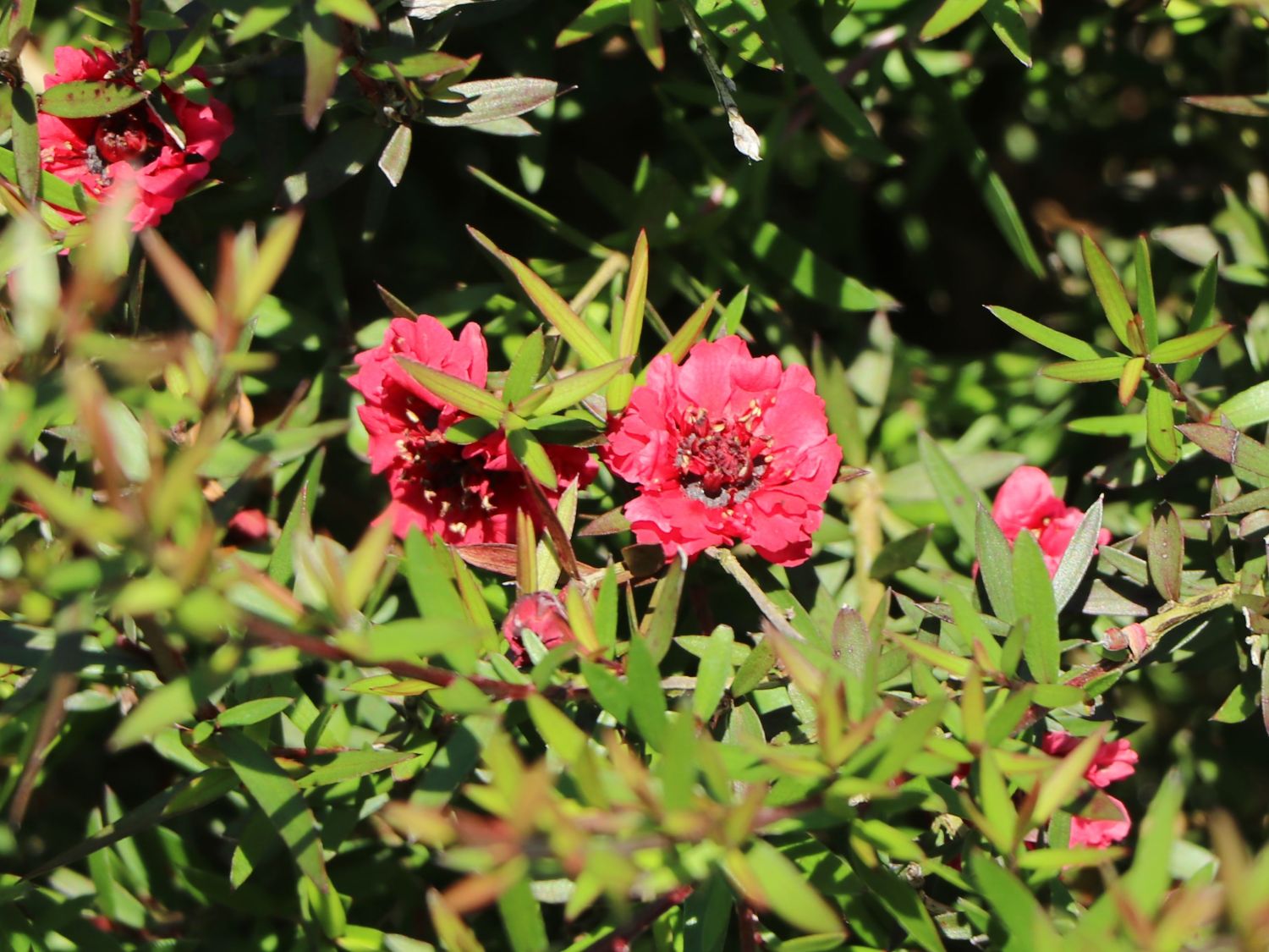 Südseemyrte / Neuseelandmyrte / Manuka 'Rosso' - Leptospermum scoparium 'Rosso'