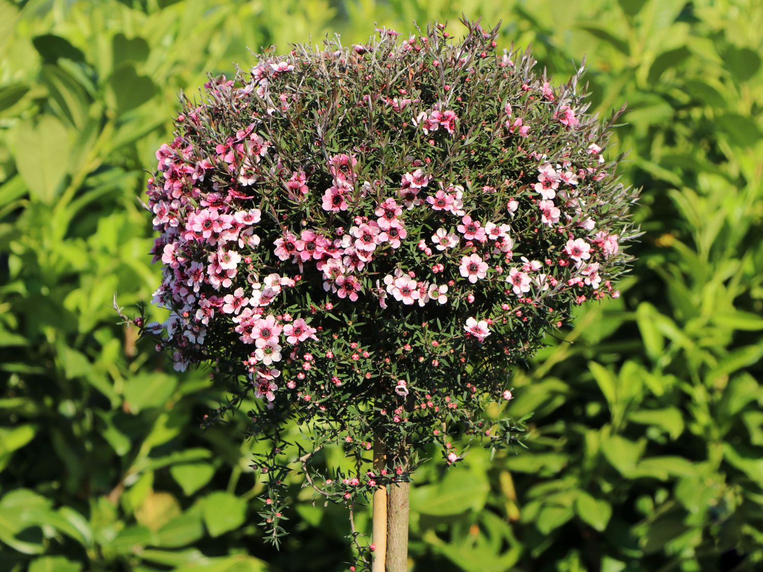 Südseemyrte / Neuseelandmyrte 'Rosa'