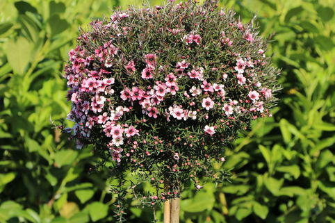 Südseemyrte / Neuseelandmyrte 'Rosa' - Leptospermum scoparium 'Rosa'