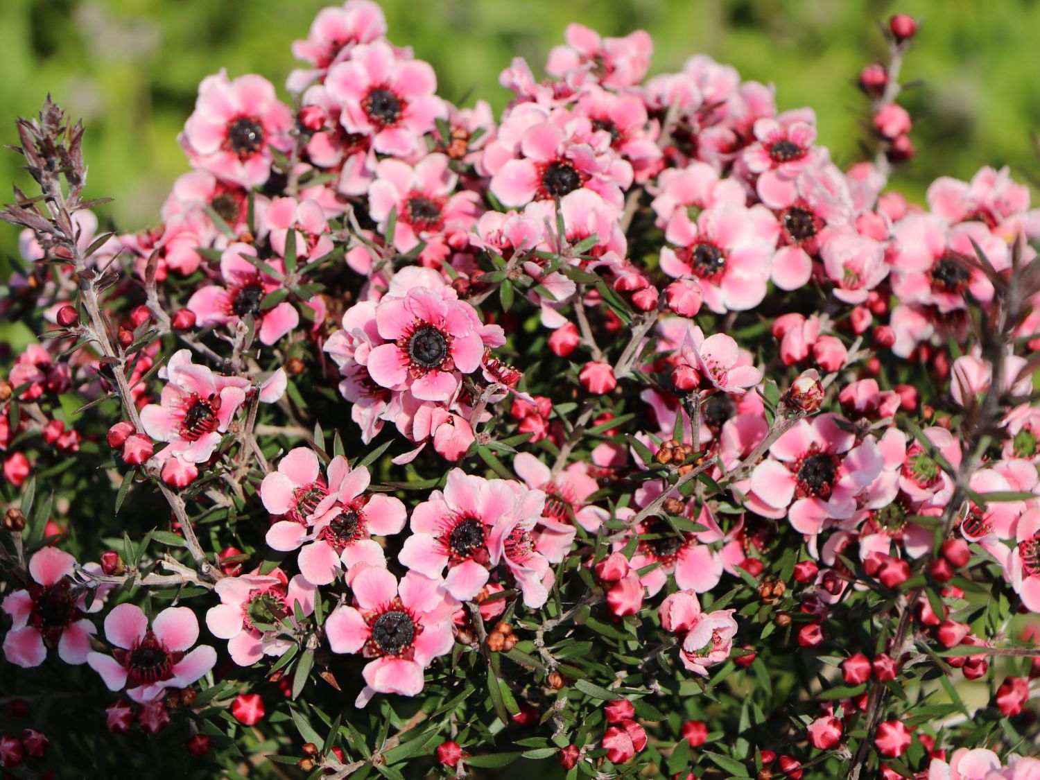 Südseemyrte / Neuseelandmyrte 'Rosa' - Leptospermum scoparium 'Rosa'