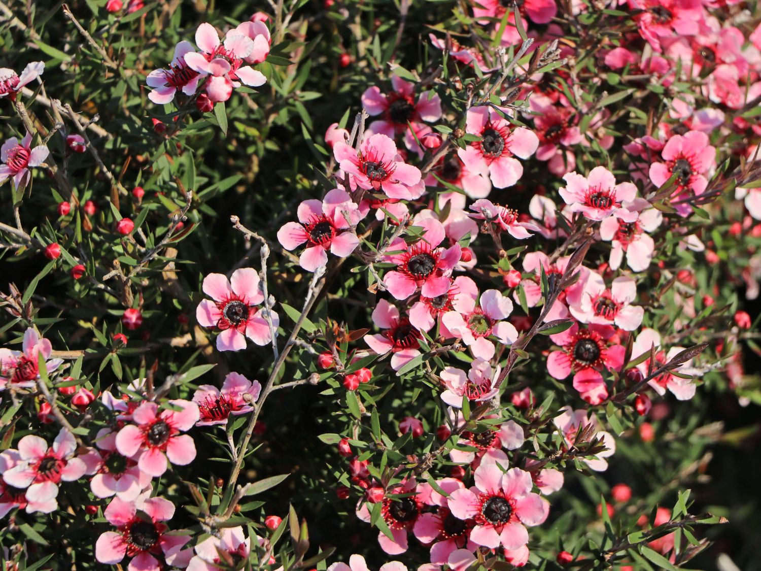 Südseemyrte / Neuseelandmyrte 'Rosa' - Leptospermum scoparium 'Rosa'