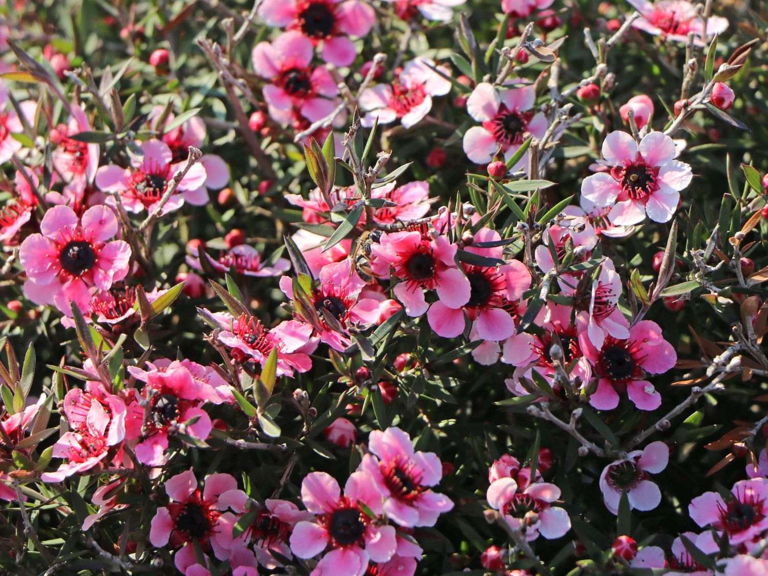Südseemyrte / Neuseelandmyrte 'Rosa' - Leptospermum scoparium 'Rosa'