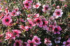 Südseemyrte / Neuseelandmyrte 'Rosa' - Leptospermum scoparium 'Rosa'