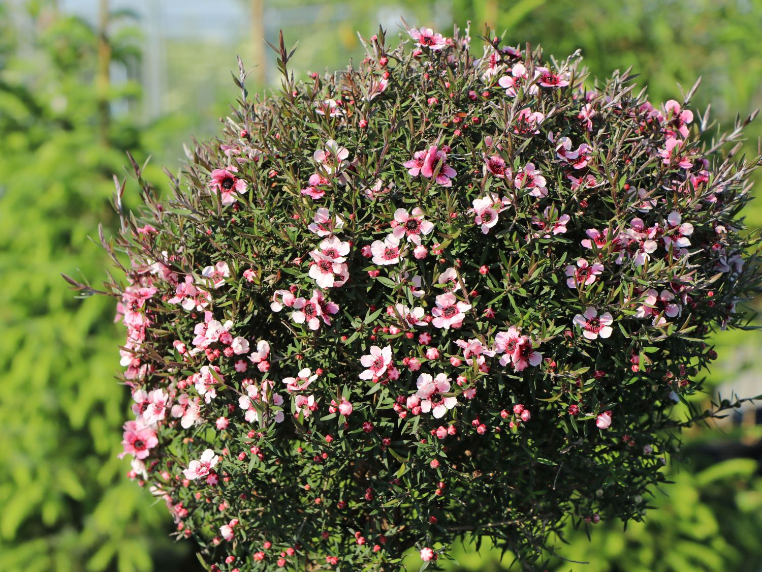 Südseemyrte / Neuseelandmyrte 'Rosa' - Leptospermum scoparium 'Rosa'