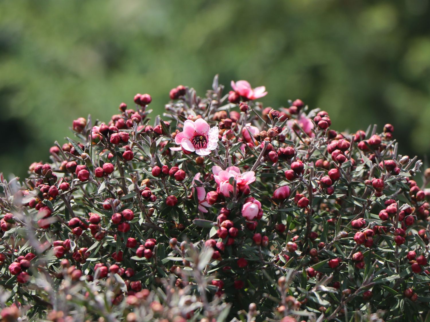 Südseemyrte / Neuseelandmyrte 'Rosa' - Leptospermum scoparium 'Rosa'