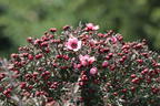 Südseemyrte / Neuseelandmyrte 'Rosa' - Leptospermum scoparium 'Rosa'