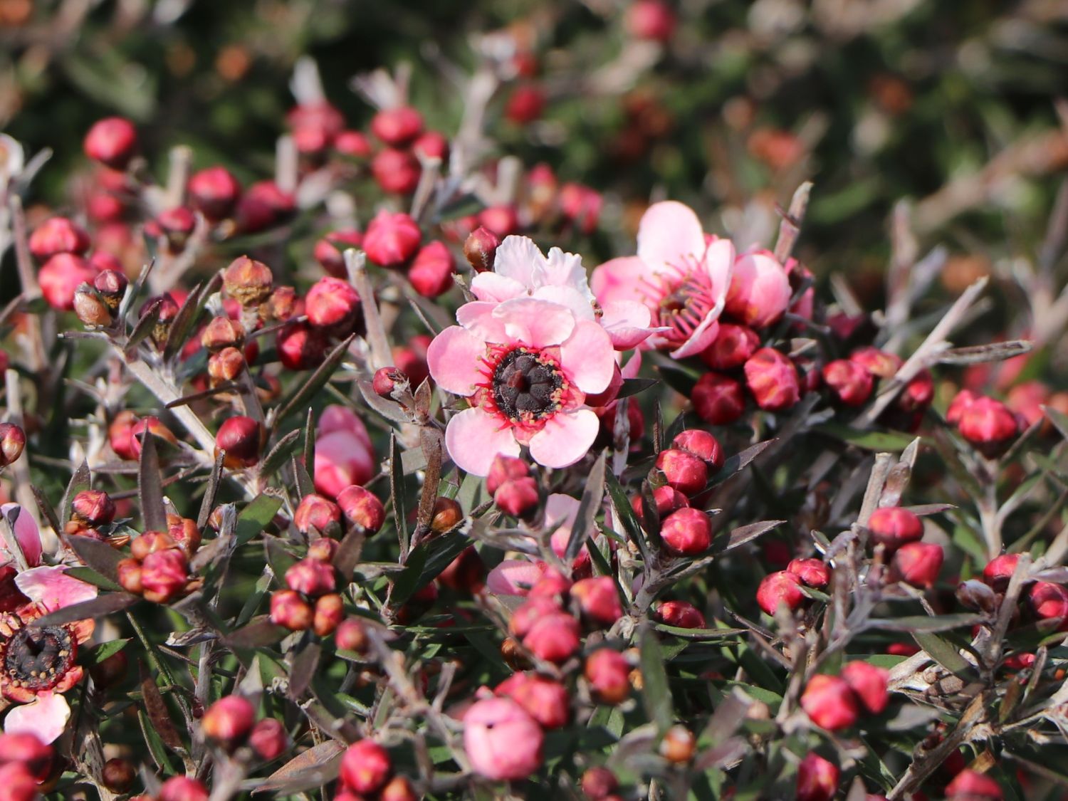 Südseemyrte / Neuseelandmyrte 'Rosa' - Leptospermum scoparium 'Rosa'