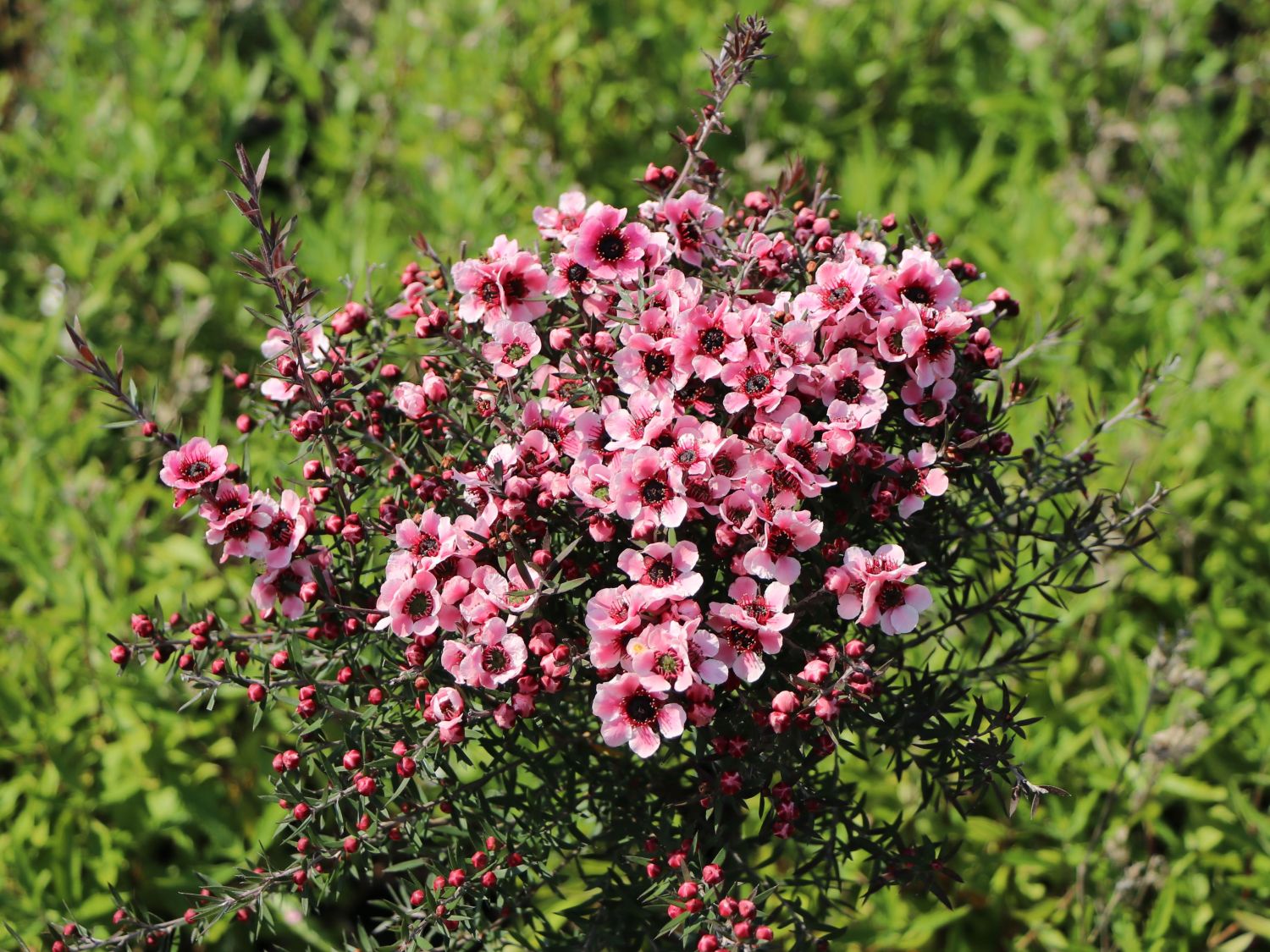 Südseemyrte / Neuseelandmyrte 'Rosa' - Leptospermum scoparium 'Rosa'
