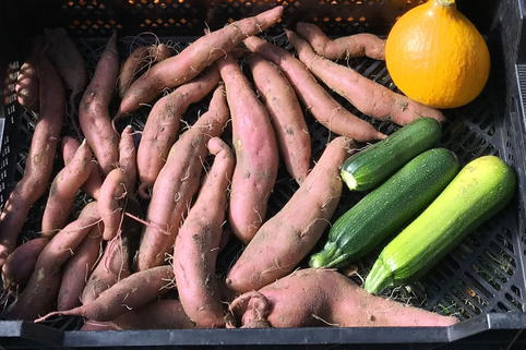 Süßkartoffel 'Erato ® Orange' - Ipomoea batatas 'Erato ® Orange'